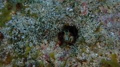 Parablennius salensis