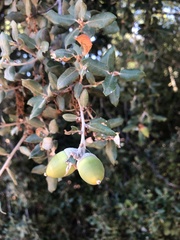 Quercus rotundifolia