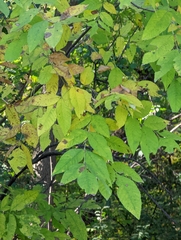 Fraxinus