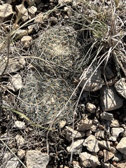 Mammillaria heyderi