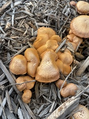 Gymnopilus