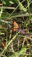 Phyciodes tharos