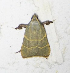 Parachma ochracealis