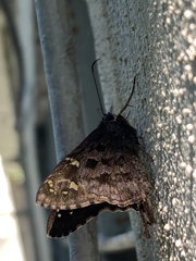 Thorybes dorantes dorantes