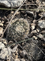 Mammillaria heyderi