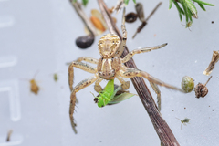 Xysticus