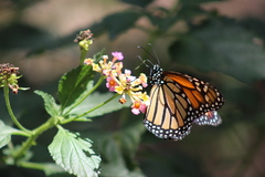 Danaus plexippus plexippus