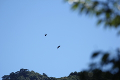 Ictinaetus malaiensis