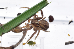 Xysticus
