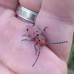 Tetraopes annulatus