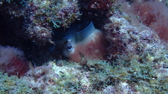 Gymnothorax vicinus