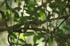 Muscicapa ferruginea