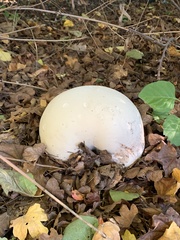 Calvatia gigantea