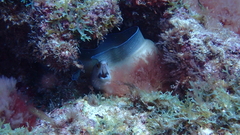 Gymnothorax vicinus