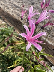 Nerine bowdenii