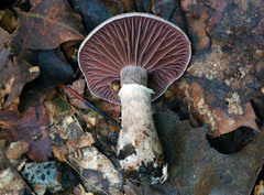 Cortinarius torvus