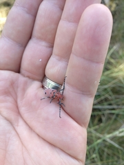 Tetraopes annulatus