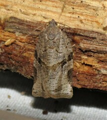 Archips grisea