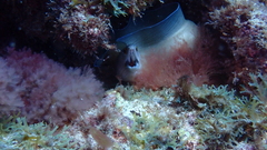 Gymnothorax vicinus