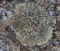 Xanthoparmelia conspersa