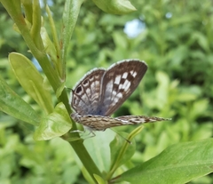 Leptotes plinius