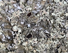 Xanthoparmelia conspersa