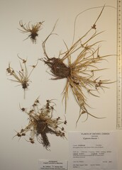 Cyperus fuscus