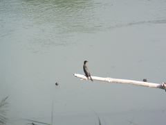 Microcarbo pygmaeus