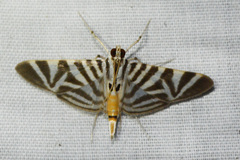 Spilomela perspicata