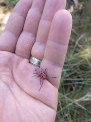 Tetraopes annulatus