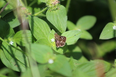 Dardarina dardaris