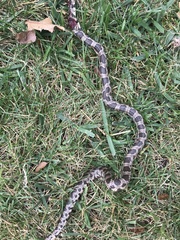 Pantherophis ramspotti