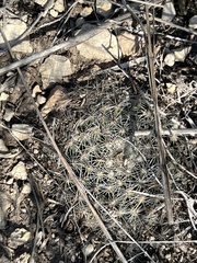 Mammillaria heyderi
