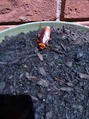 Periplaneta americana