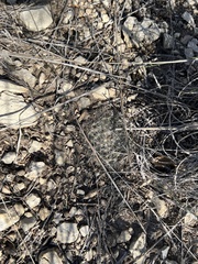 Mammillaria heyderi