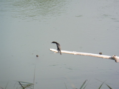 Microcarbo pygmaeus