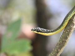 Chrysopelea paradisi