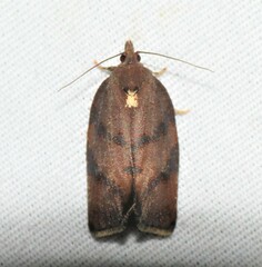 Argyrotaenia juglandana