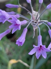Tulbaghia violacea