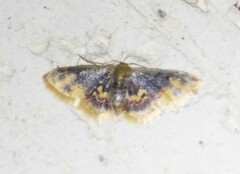 Idaea scintillularia