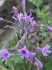Tulbaghia violacea