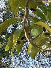 Pittosporum undulatum