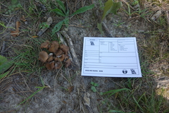 Desarmillaria