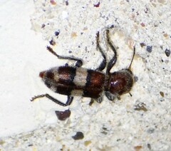 Enoclerus quadrisignatus