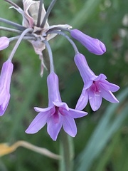 Tulbaghia violacea