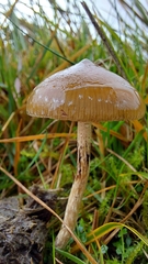 Psilocybe fimetaria
