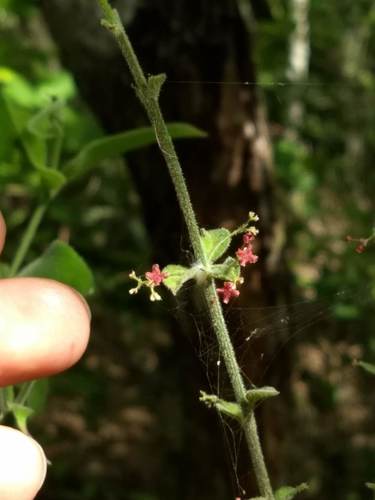 Crossopetalum uragoga (Crossopetalum uragoga)