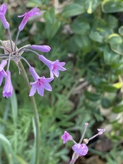 Tulbaghia violacea