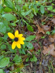 Rudbeckia triloba