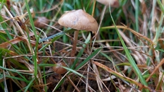 Psilocybe fimetaria